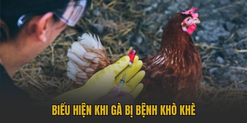 Biểu hiện khi gà bị bệnh khò khè