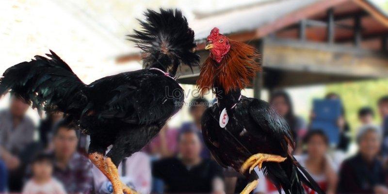 Đừng bỏ lỡ cơ hội làm giàu cùng đá gà Vinbet