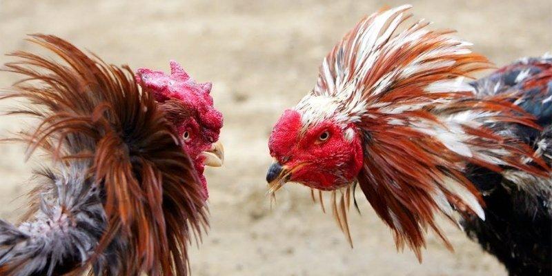 Nắm giữ bí kíp triệu phú đá gà Vinbet trong lòng bàn tay
