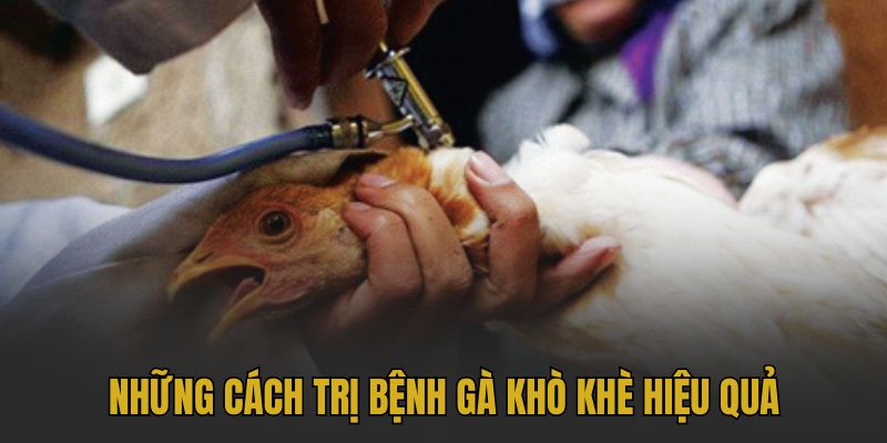 Những cách trị bệnh gà khò khè hiệu quả