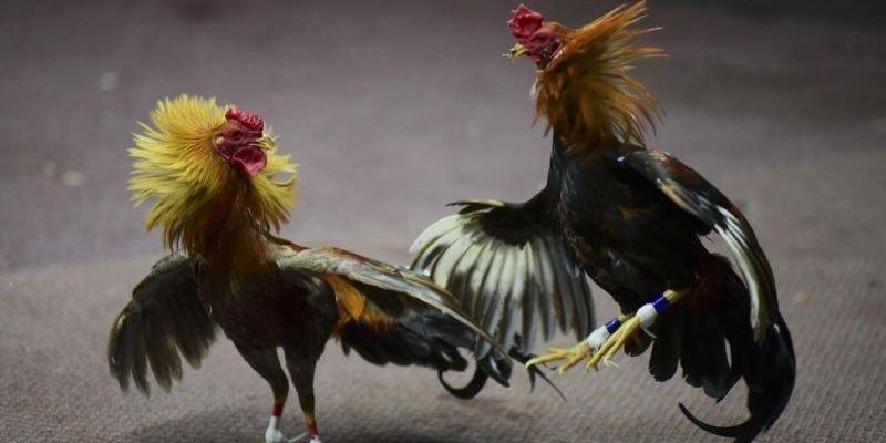 Sân chơi đỉnh cao, rực lửa chiến thắng từ đá gà Vinbet