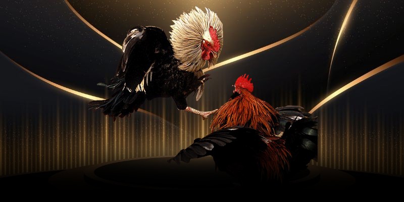 Bí kíp giúp lựa chọn ra kèo đá gà cựa đòn có tỷ lệ chiến thắng cao nhất