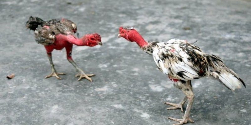 Điều kiện chuẩn bị cho chiến kê trước trận