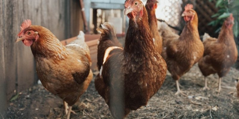 Mô tả cách thả gà giúp kê vào trận sung mãn