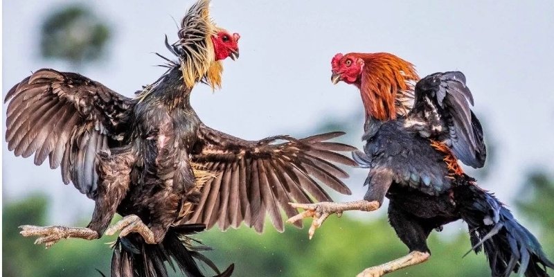 Lý giải tầm quan trọng cách thả gà đúng