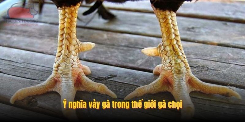 Ý nghĩa vảy gà trong thế giới gà chọi