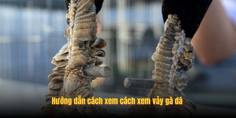 Hướng dẫn cách xem cách xem vảy gà đá 