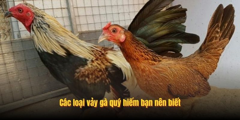 Các loại vảy gà quý hiếm bạn nên biết