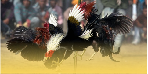 Tổng quan về sảnh đá gà 8US