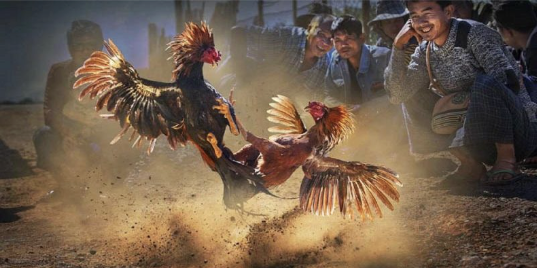 Nắm vững luật chơi đá gà C2 mới nhất