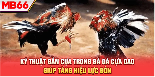 Kỹ thuật gắn cựa trong đá gà cựa dao giúp tăng hiệu lực đòn