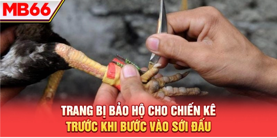 Trang bị bảo hộ cho chiến kê trước khi bước vào sới đấu