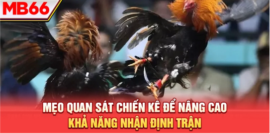 Mẹo quan sát chiến kê để nâng cao khả năng nhận định trận