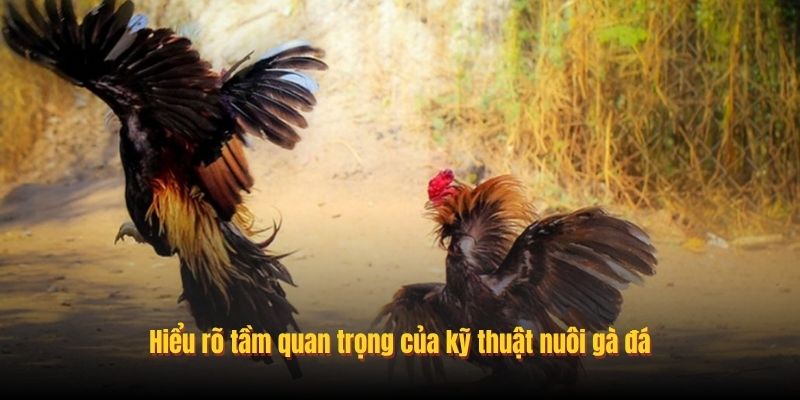 Hiểu rõ tầm quan trọng của kỹ thuật nuôi gà đá