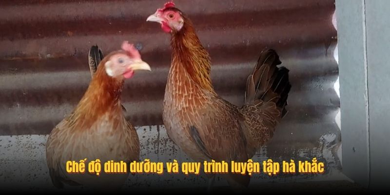 Chế độ dinh dưỡng và quy trình luyện tập hà khắc