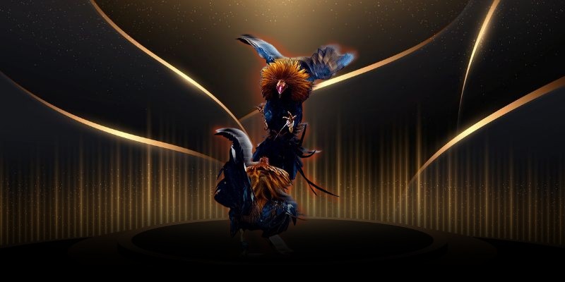 Những lợi thế nổi bật khi so với đá gà truyền thống của chọi kê cựa đòn