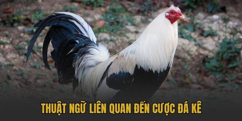 Thuật ngữ liên quan đến cược đá kê
