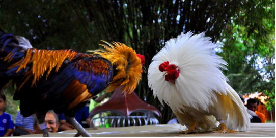 Trường gà thu hút nhiều người chơi tham gia