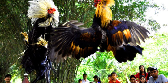 Những lợi ích khi chúng ta theo dõi trận đấu