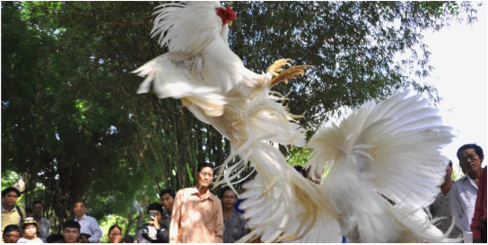 Những hình thức cá cược trực tiếp đá gà Campuchia