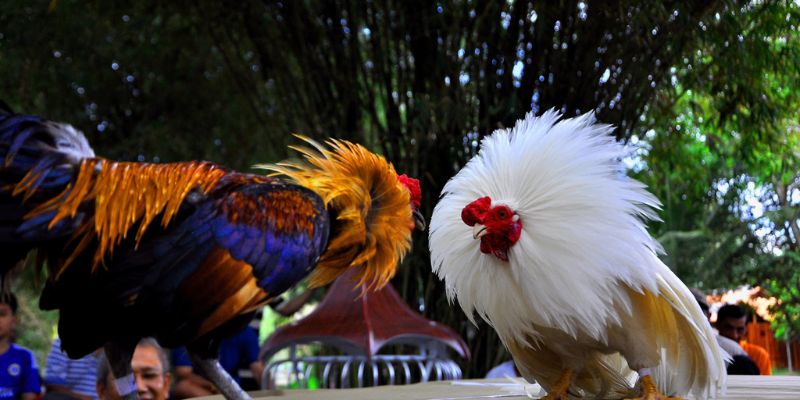 Giới thiệu về vảy gà Huyền Trâm tại Vua99