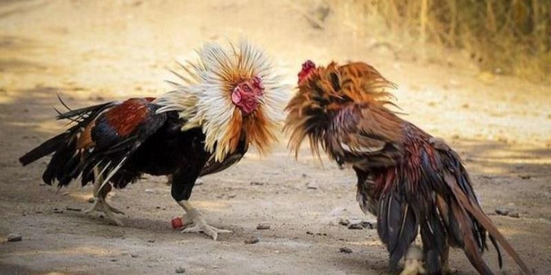 Chiến lược cá cược đá gà hiệu quả