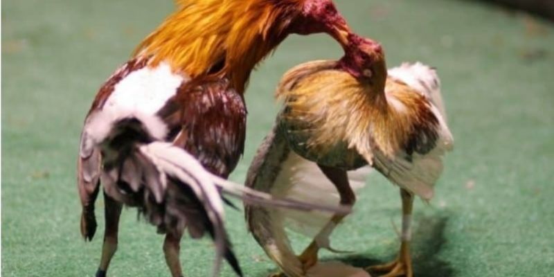 An toàn và trách nhiệm khi tham gia cá cược đá gà