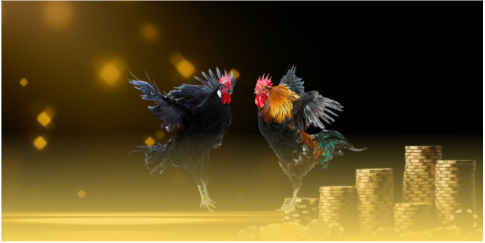 Trải nghiệm đá gà ALO789 giải trí cuốn hút dành cho hội viên