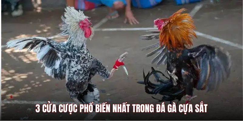 3 cửa cược phổ biến nhất trong đá gà cựa sắt