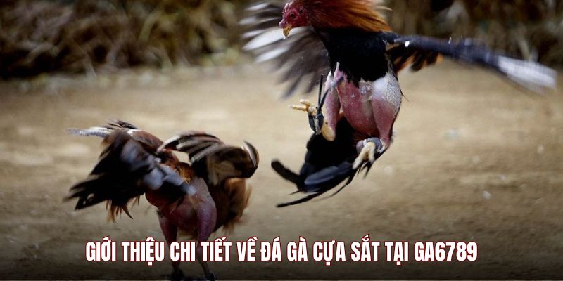 Giới thiệu chi tiết về đá gà cựa sắt tại GA6789