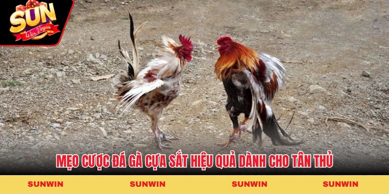 Mẹo cược đá gà cựa sắt hiệu quả dành cho tân thủ