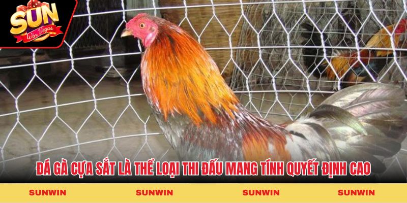 Đá gà cựa sắt là thể loại thi đấu mang tính quyết định cao