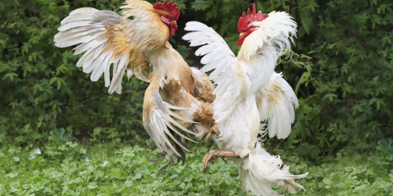 Người chơi theo dõi trận đá gà Philippines 