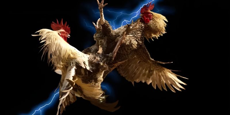 Hướng dẫn luật đá gà Philippines chuẩn, an toàn