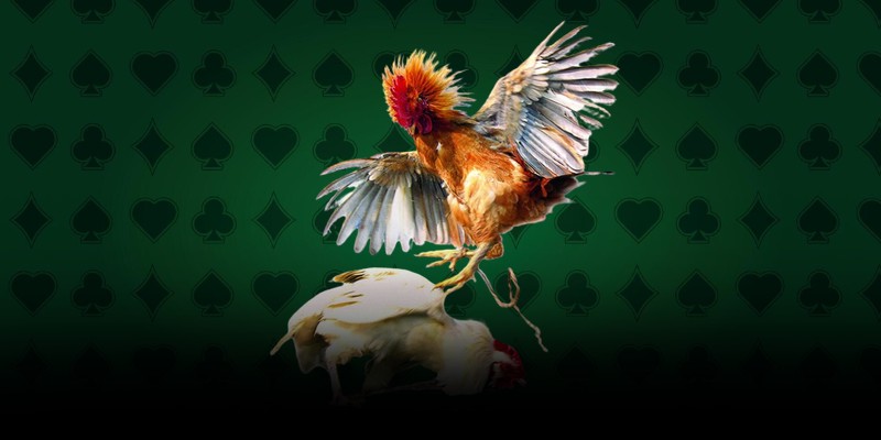 Khái quát về chuyên mục đá gà Philippines tại nhà cái