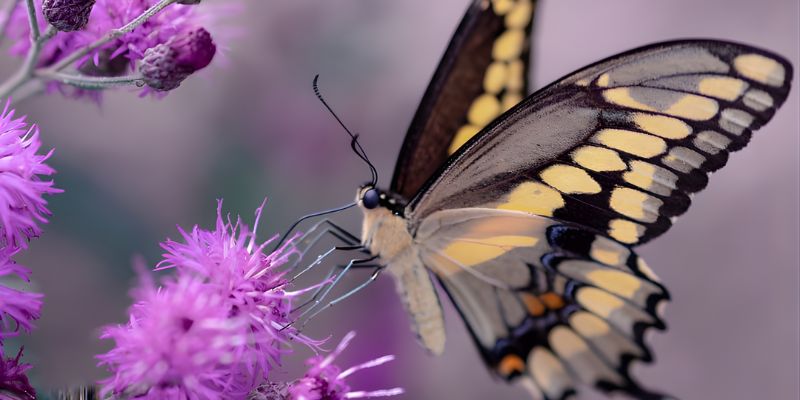 Tín hiệu của giấc mơ thấy bướm bay vào nhà