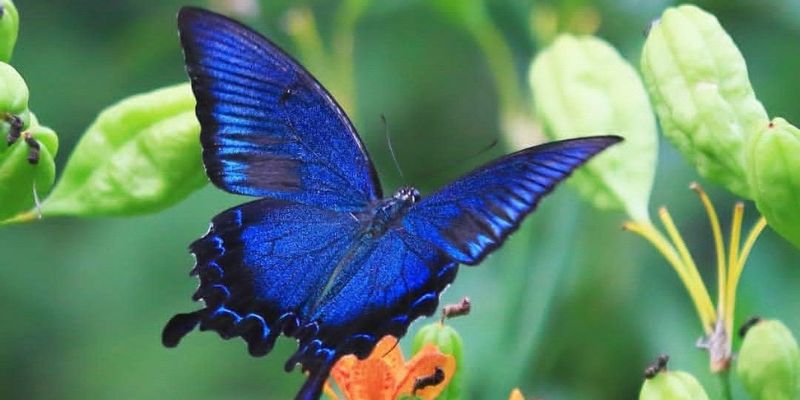 Thông điệp con số may mắn từ bướm bay vào nhà