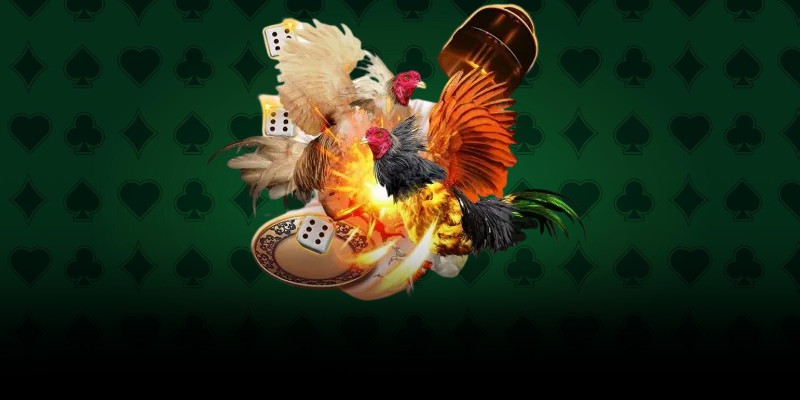 Những nguyên tắc cơ bản của đá gà Philippines