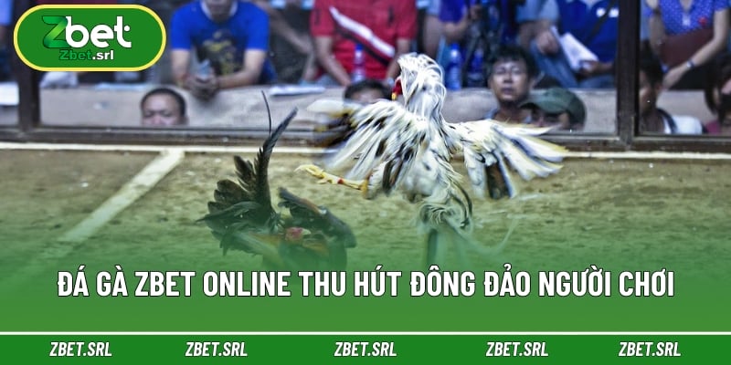Đá gà zbet online thu hút đông đảo người chơi