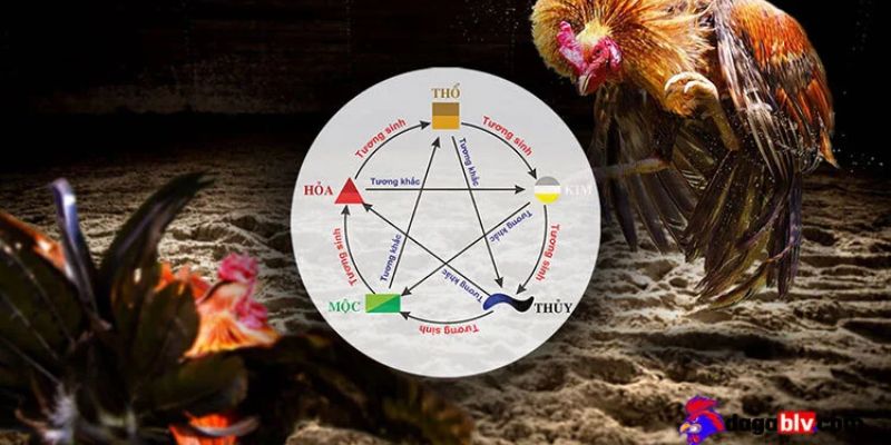 Chiến kê thi đấu với màu lông đặc trưng