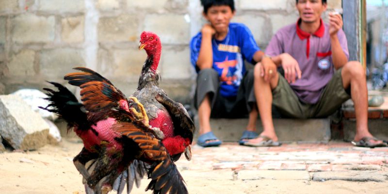 Quan sát vảy chân và dáng đứng trước trận