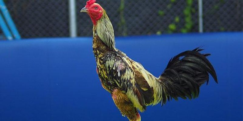 Thế đá và phản xạ trong quá trình giao tranh