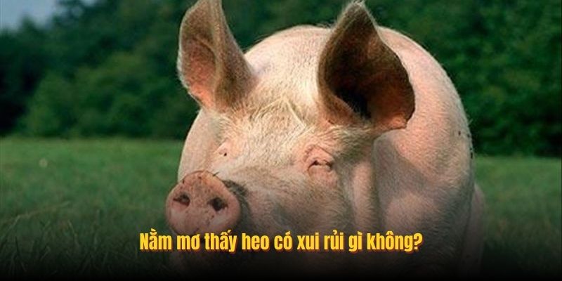 Nằm mơ thấy heo có xui rủi gì không?