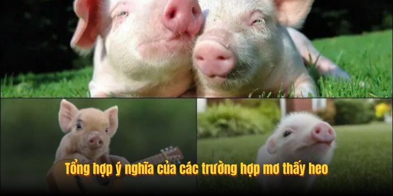 Tổng hợp ý nghĩa của các trường hợp mơ thấy heo