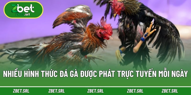 Nhiều hình thức đá gà được phát trực tuyến mỗi ngày