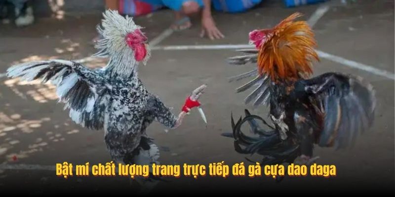 Bật mí chất lượng trang trực tiếp đá gà cựa dao daga 