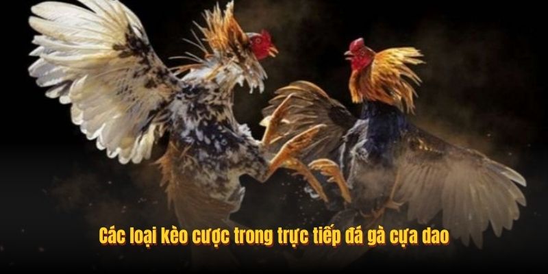 Các loại kèo cược trong trực tiếp đá gà cựa dao