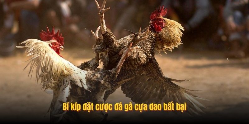 Bí kíp đặt cược đá gà cựa dao bất bại