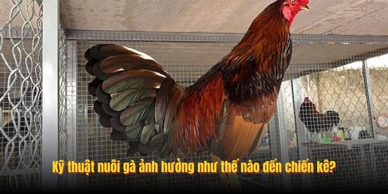 Kỹ thuật nuôi gà ảnh hưởng như thế nào đến chiến kê?