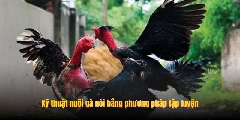 Kỹ thuật nuôi gà nòi bằng phương pháp tập luyện